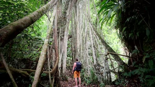 Male tourist admires structure of wooden natural old tree bridge in Bali forest