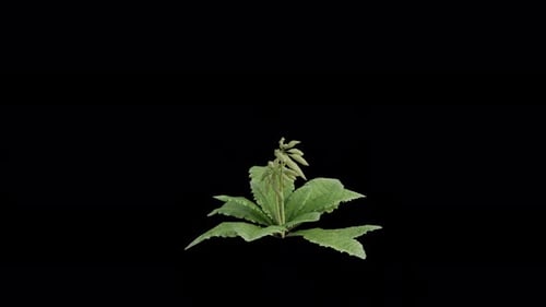 Die
im Wind wehende Schlüsselblume. Animierte blühende Pflanze. Alpha-Kanal. Loop-Animation