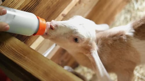 Baby Goat Drinks From Bottle in Pen