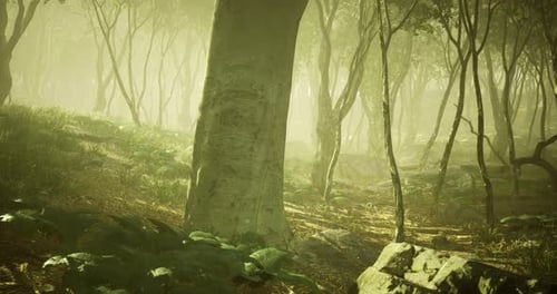 Sunlight Filters Through Trees in a Serene Morning Forest Landscape