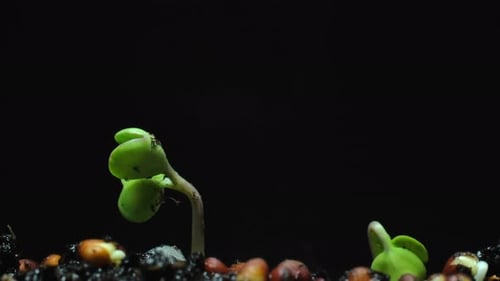 Seed Germination Time-Lapse Growth