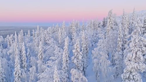 Drone flying in middle of snowy forest, Kaamos colors of Lapland, winter day