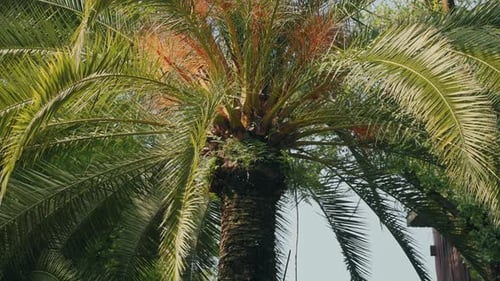 vibrant palm tree with lush green fronds against clear tropical sky