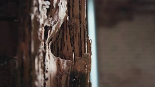 Wood after white ant attack
