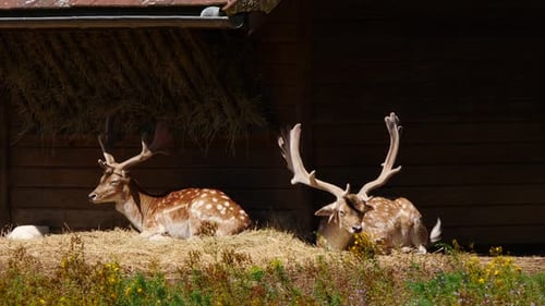 Tierpark mit Damhirschen, Frankreich