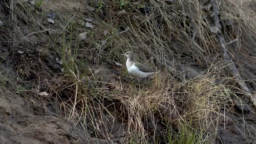 Common sandpiper is looking for food at river bank mud in spring