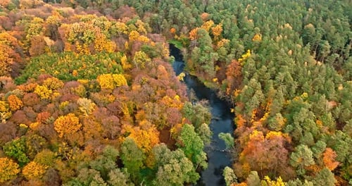 Autumn colorful forest and small river in Poland, Europe.