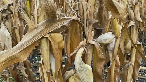 Corn field close up in autumn, yellow orange brown and green colours, movement back out, Slow Motion