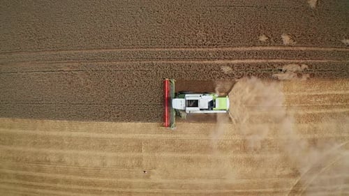 Combine Harvester Harvesting Wheat in Rural Field