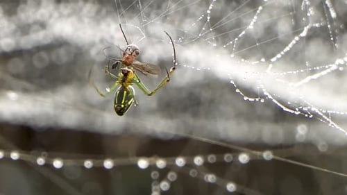 Spider wraps prey caught on web covered in dew drops, orb weaver