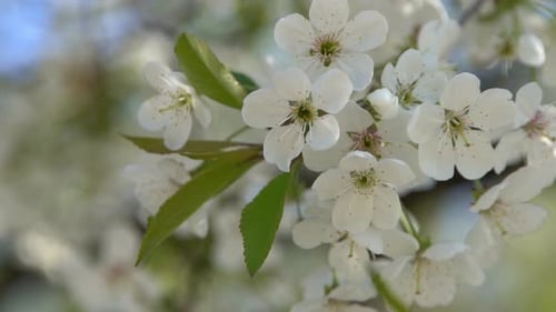 White Cherry Blossoms Sway in the Wind Spring Flowering Fruit Tree Floral Natural Background