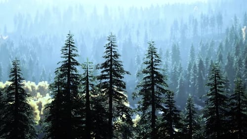 Misty Pine Forest Landscape with Slow Horizontal Pan