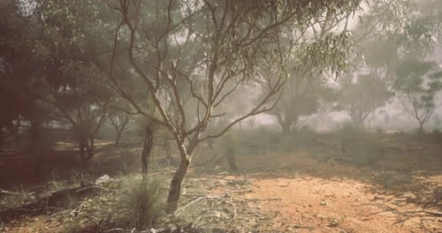 Ethereal Misty Forest Scene with Drifting Dust and Light Rays