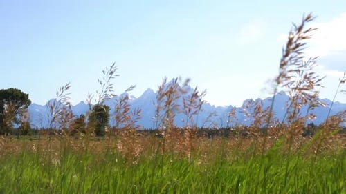 Spikes in a field moving with the wind with the Grand Teton mountain in the background.
