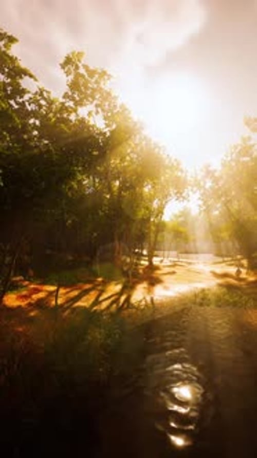 Sunrise with Sunbeams Through the Forest By the Lake