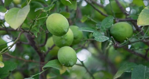 Lime Tree with Fruits Natural Organic Green Lemon on Lemon Tree Outdoor