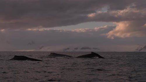 Humpback Whale Diving Tail View Ocean Wildlife