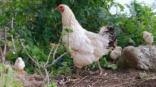 naturally fed mother chicken and chicks