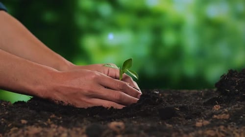 Close Up Of Male Farmer's Hands Holding Black Dirt Mud With A Tree Sprout To Plant In The Forest