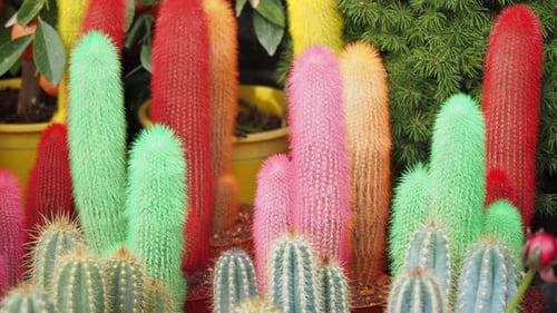 Closeup of Many Cactus in the Pots at the Market