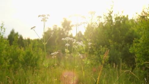 Abstract Warm Landscape of Dry Wildflower and Grass Meadow on Warm Golden Hour Sunset or Sunrise