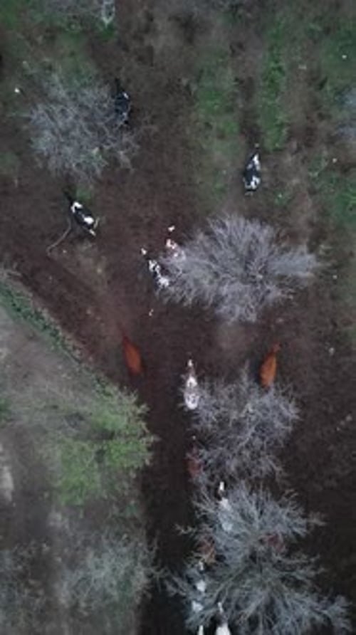 Aerial View of Cows Grazing in a Green Field with Dirt Paths and Bare Trees The Contrast Between