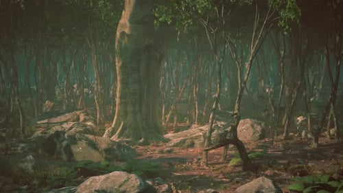 Roots of a Tree in a Misty Forest