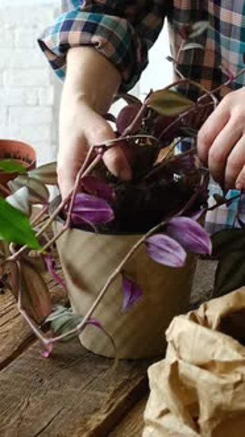 Woman Repots Wandering Jew Plant at Home
