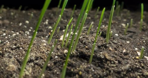 Fresh Grass Growing Macro Timelapse Closeup of Germination and Growth of Tiny Grass Cereal Crop