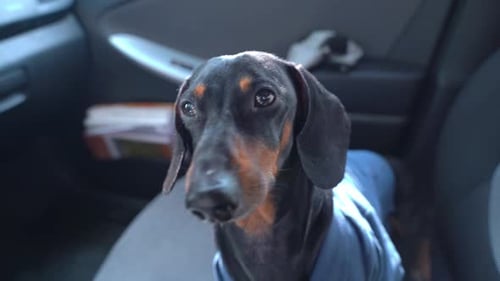 El perro en el coche está nervioso, ladra, tiembla de miedo. Viajar con una mascota, estrés.
