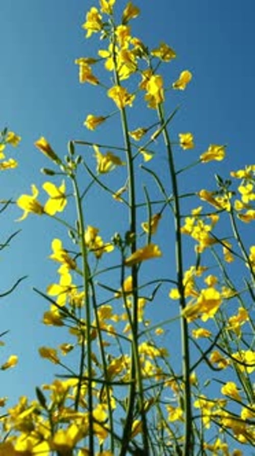 Des fleurs jaunes éclatantes atteignent le ciel dans un champ ensoleillé au printemps