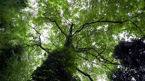 Handheld clockwise shot of trees from underneath. Ivy growing up tree trunk and dense green tree top