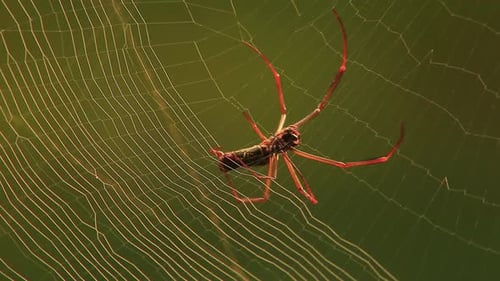 Aranha tecelã de esferas de seda dourada construindo sua teia.