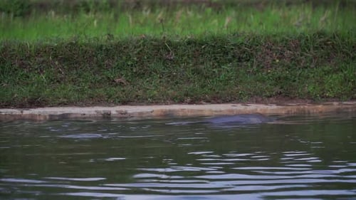 Water Buffalo Relaxing in a Pond