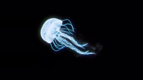 Jelly Fish animation Loop with alpha channel 4K resolution