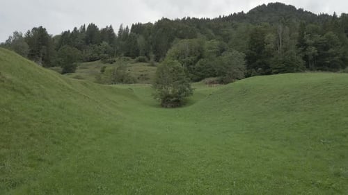 Tree in a field in the Swiss Alps filmed by drone