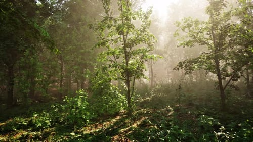 Bosque de árboles iluminado por rayos de sol a través de la niebla