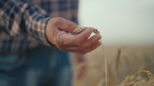 Man Farmer Agronomist Gently Touching Ripe Wheat Ear with Care on Field at Sunset Hand Closeup