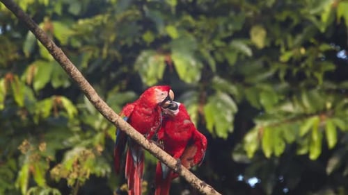 Scharlachrotes Paar beim morgendlichen Romantik-Ritual auf einem Ast im peruanischen Regenwald von Tambopata, PA
