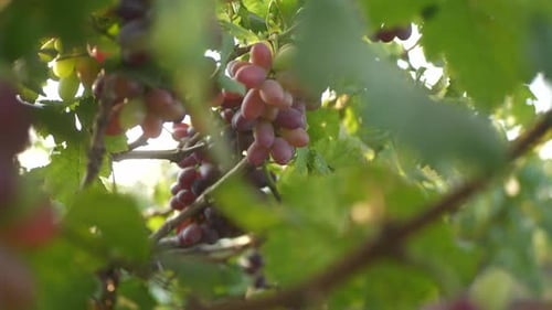 Ripe grape bunches at vineyard before harvest