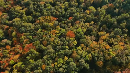 Autumn Forest with Colorful Trees