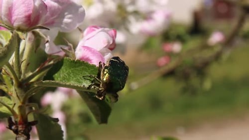 Ein glänzender grüner Käfer auf einem blühenden Apfelbaum