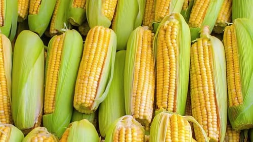 Pile of Yellow Corn Cobs with Green Husks