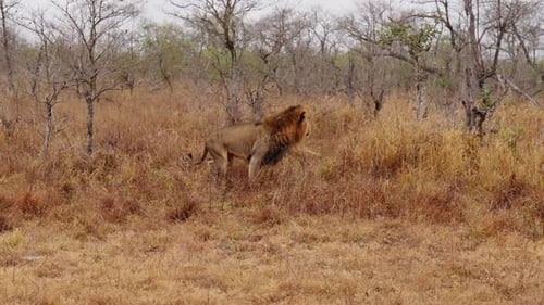 Majestic Lion Standing in Grassy African Savannah