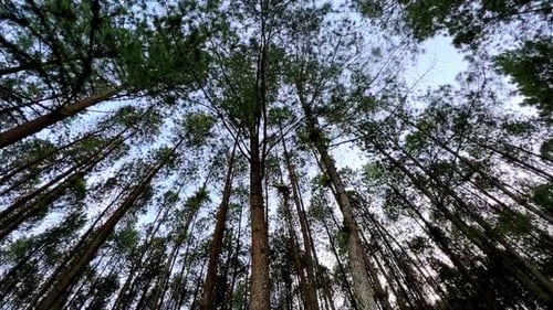 Frog eye level shot of pine trees forest