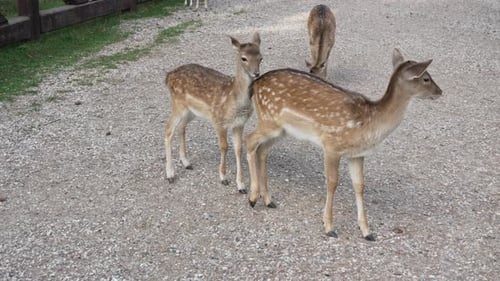Three Young Deer Walking on a Gravel Path