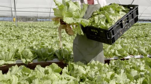 Holding fresh lettuce, farmer working in hydroponic farm greenhouse, smiling happily