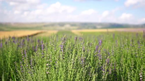 Blooming Purple Flowers in a Sunny Green Field