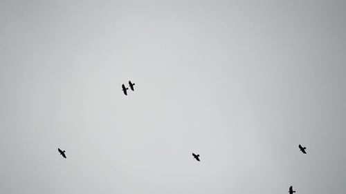 Birds Flying in Formation Against Gray Sky