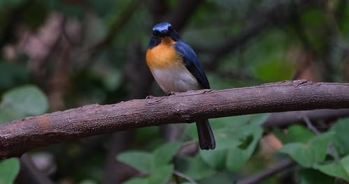Der indochinesische Blaufliegenfänger Cyornis sum blickt direkt in die Kamera, während die Kamera herauszoomt